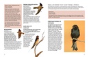 Vogelgids Kgalagadi Self-Drive Birds | HPH Publishing